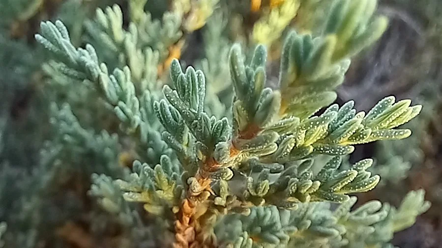 Frankenia juniperoides (Frankenia)