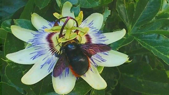 Passiflora caerulea (Mbucuruyá)