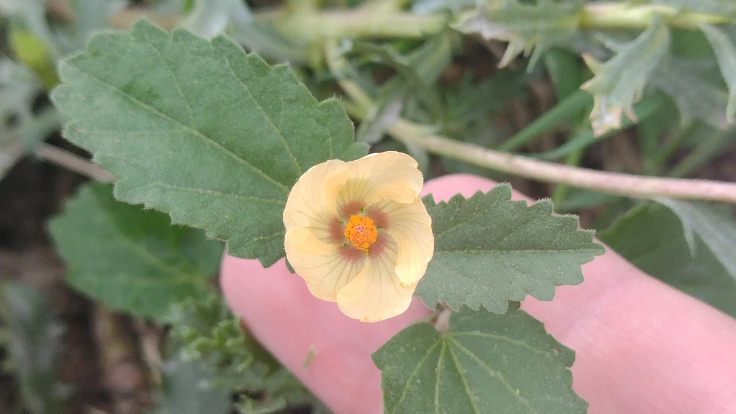 Rhynchosida physocalyx (Malva Amarilla)